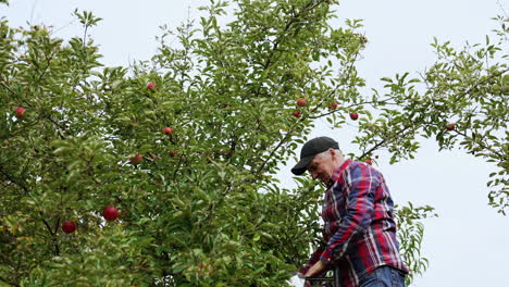 old farmer wearing red and blue checkered shirt and cap gathers apples. man stands high on the ladder picking fruit.