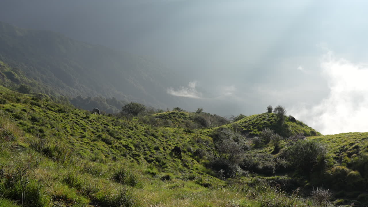 un caballo pastando en un pasto de montaña a la luz del sol por la mañana luz y niebla en los himalayas de nepal