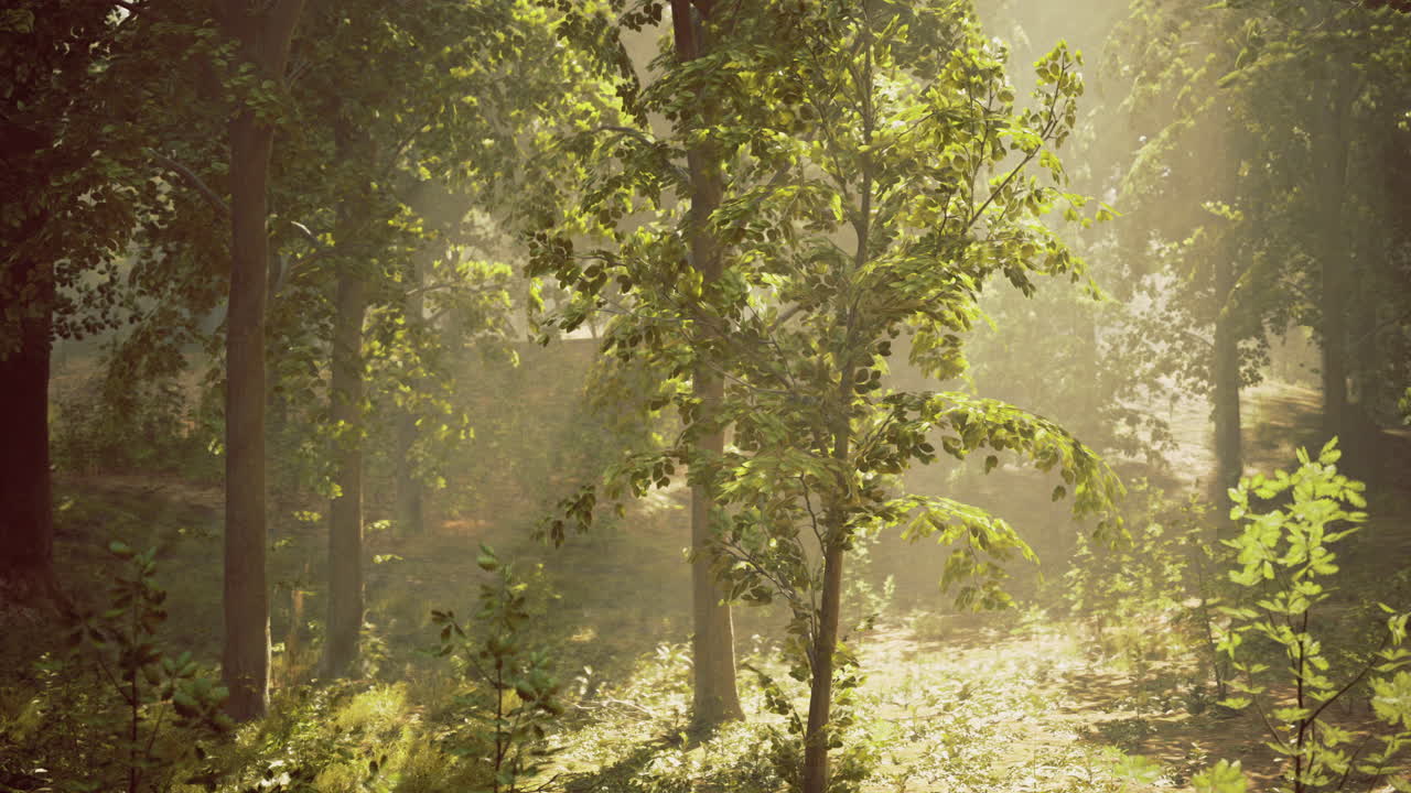 빛은 황금 시간 동안 조용한 숲의 나무를 통해 필터링