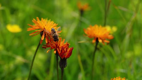 alpine meadow. wasp collects nectar from flower crepis alpina.