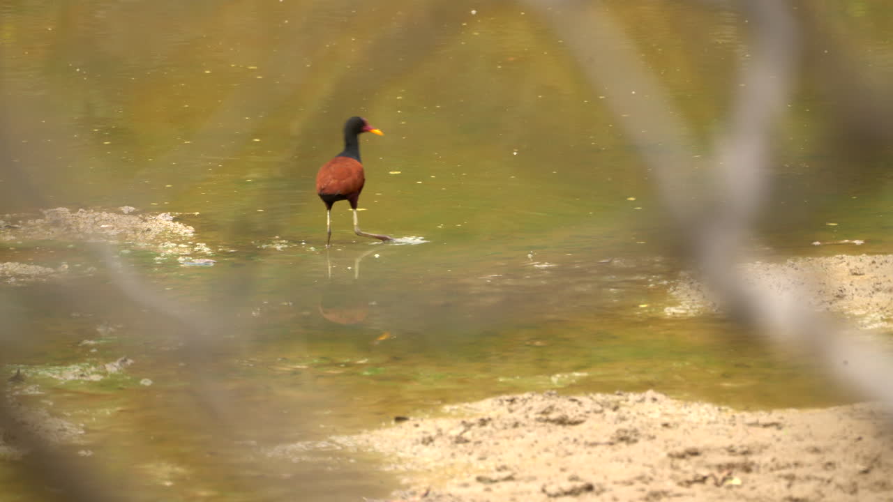 Wattled Jacana seeks for food in a drying pond