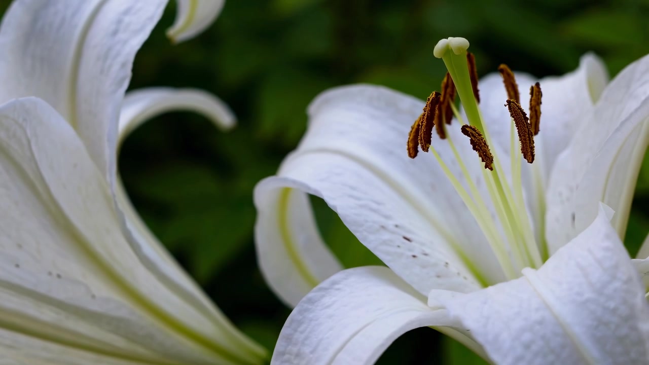 Nærbillede af hvide liljeblomster, der blomstrer i haven