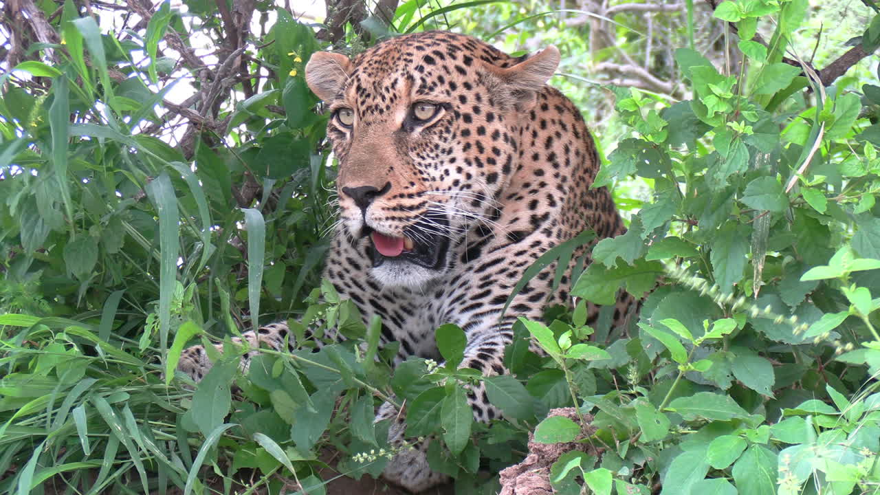 gruñido de leopardo africano en el bosque, de cerca