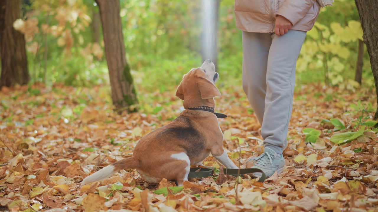 Dog owner in sunlit autumn forest playing with beagle puppy as it spins around happily on golden leaf carpet beneath tall tree trunks, loose leash, tail wagging, joyful outdoor bonding moment