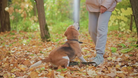 dog owner in sunlit autumn forest playing with beagle puppy as it spins around happily on golden leaf carpet beneath tall tree trunks, loose leash, tail wagging, joyful outdoor bonding moment
