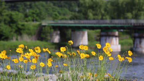 Bridge-crossing-a-river-in-the-background-with-yellow-flowers-in-the-foreground,-backdrop-with-copy-space