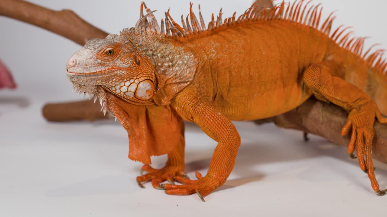 Una iguana naranja vibrante se posa en una rama sobre un fondo blanco con iluminación de estudio