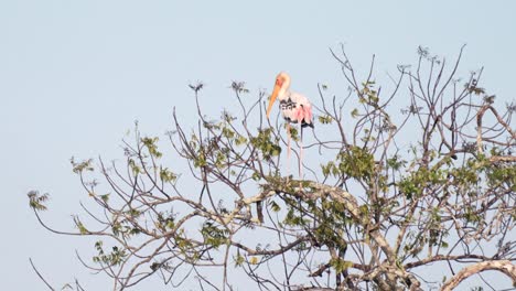 pink stork perches high in a tree under clear sky at yala national park, sri lanka