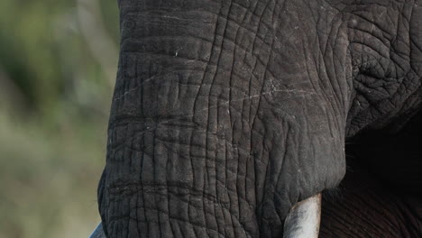 primer plano de la cabeza de un elefante