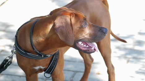 el perro ridgeback de rhodesia marrón