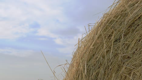 otoño - tiempo de cosecha. balas de heno de cerca. concepto de la agricultura.