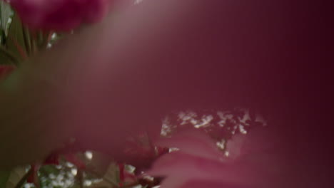 view of blossom of pink tree flowers in closeup against white cloudy sky.