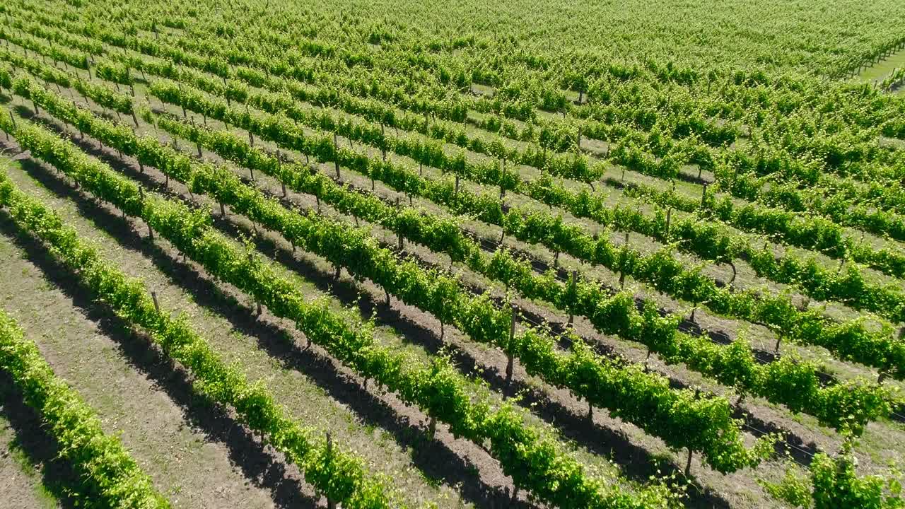 viñedos región vinícola campo de viñedos uvas vid en una plantación vista aérea