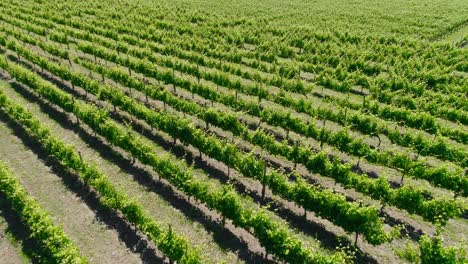 Viñedos-Región-Vinícola-Campo-De-Viñedos-Uvas-Vid-En-Una-Plantación-Vista-Aérea