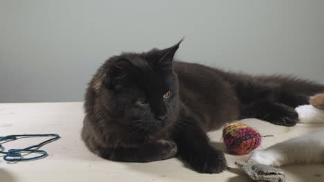 black maine coon cat sleeping and looking around with toys