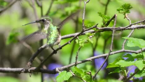 Colibrí-Hembra-Flotando-Sobre-Hojas-Verdes