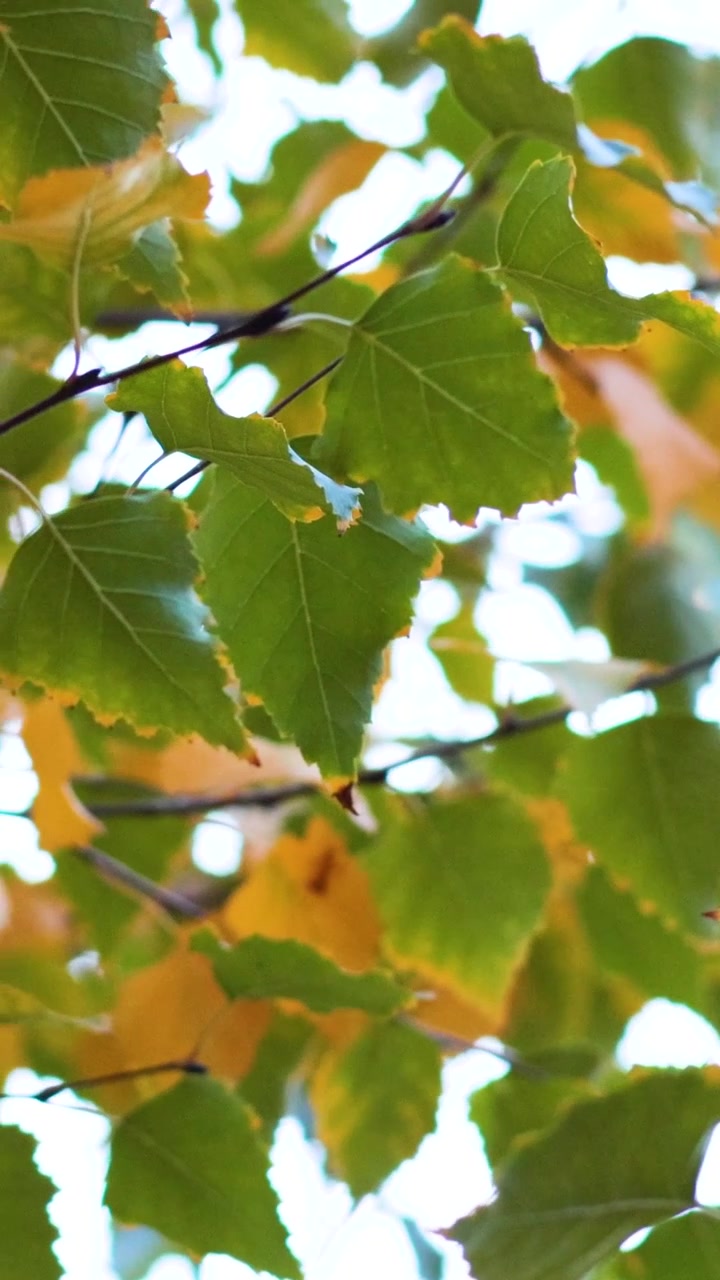 Colorful leaves swaying gently in the breeze