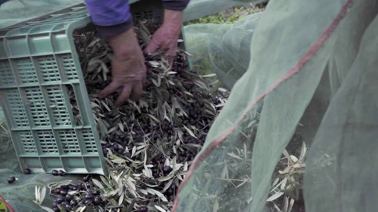 Primo piano di un uomo che raccoglie olive nere in cassette da una rete a terra
