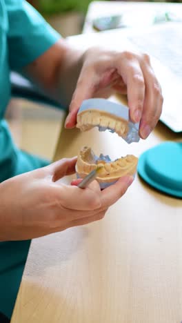 dentist hand holding of gypsum jaw model of teeth.