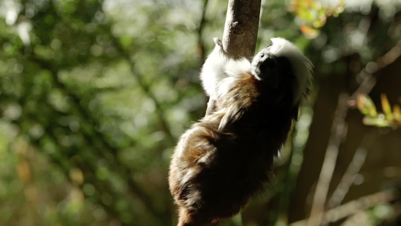 Un tamarino dalla testa di cotone curioso ma in pericolo critico di estinzione gira attorno a un albero per appendersi a testa in giù in un fascio di luce mentre esplora timidamente i suoi dintorni.