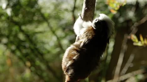 un tití cabeciblanco curioso pero en peligro crítico gira alrededor de un árbol para colgar boca abajo en un rayo de luz mientras explora tentativamente su entorno