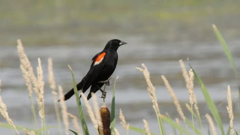 red wing blackbird perched on wetland cattail on windy day flies away