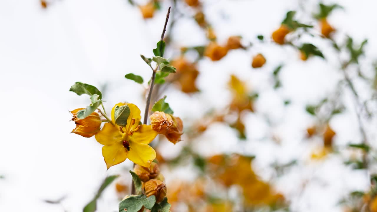 orbit trucking pan over a bright yellow California flannelbush flower with a small red ladybug resting on it