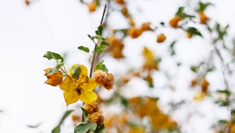 orbit-trucking-pan-over-a-bright-yellow-California-flannelbush-flower-with-a-small-red-ladybug-resting-on-it