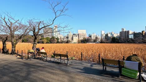 people walking, sitting, enjoying a city park