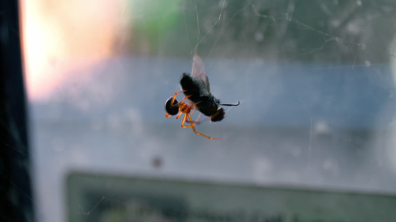 araña viuda contra la ventana de cristal con insecto presa atrapado en telaraña