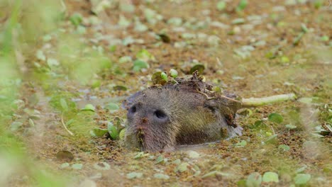 Se-Puede-Ver-Un-Capibara-Frío-Medio-Sumergido-Bajo-Agua-Pantanosa-Con-La-Cabeza-Asomando-De-La-Superficie-Del-Agua-Relajándose-Y-Aleteando-Las-Orejas-De-Vez-En-Cuando-Para-Evitar-Que-Los-Insectos-Aterricen