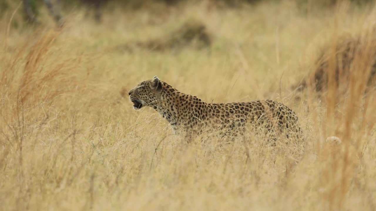toma panorámica de seguir a un leopardo a través de la larga hierba seca en khwai, botswana