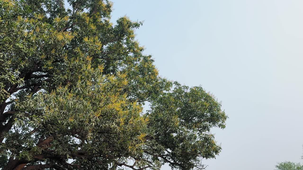 Ripresa panoramica media di un intero albero di mango in fase di fioritura, grappoli di fiori gialli sparsi attraverso una fitta chioma verde contro un cielo limpido, con una leggera brezza diurna.
