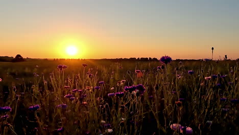 rural landscape with wild flowers and bright yellow sunset, time lapse