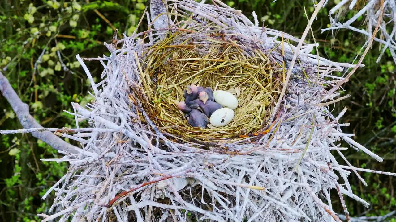 Top view of wild bird nest with cormorant hatchlings and pale eggs in nature