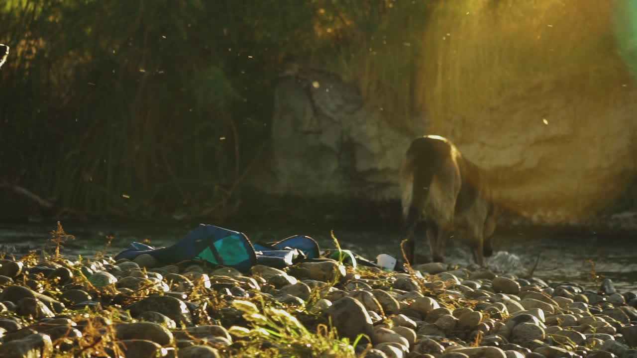 夕暮れ時、小川のそばにいる白黒の犬とジャーマンシェパードの光景。
