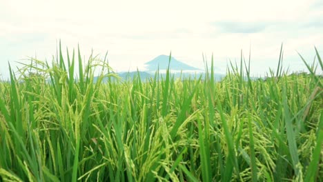 close up ear of rice swaying by wind in rice paddy