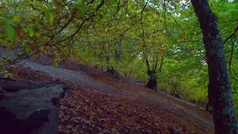 Bewegte-Sich-Langsam-Zwischen-Den-Bäumen-Auf-Dem-Wald