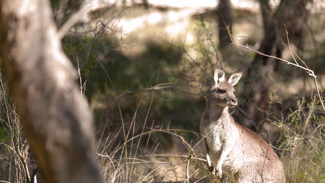 Canguro selvatico in allerta in un bosco soleggiato, guardandosi intorno nel Parco Nazionale di Warrumbungle, Australia
