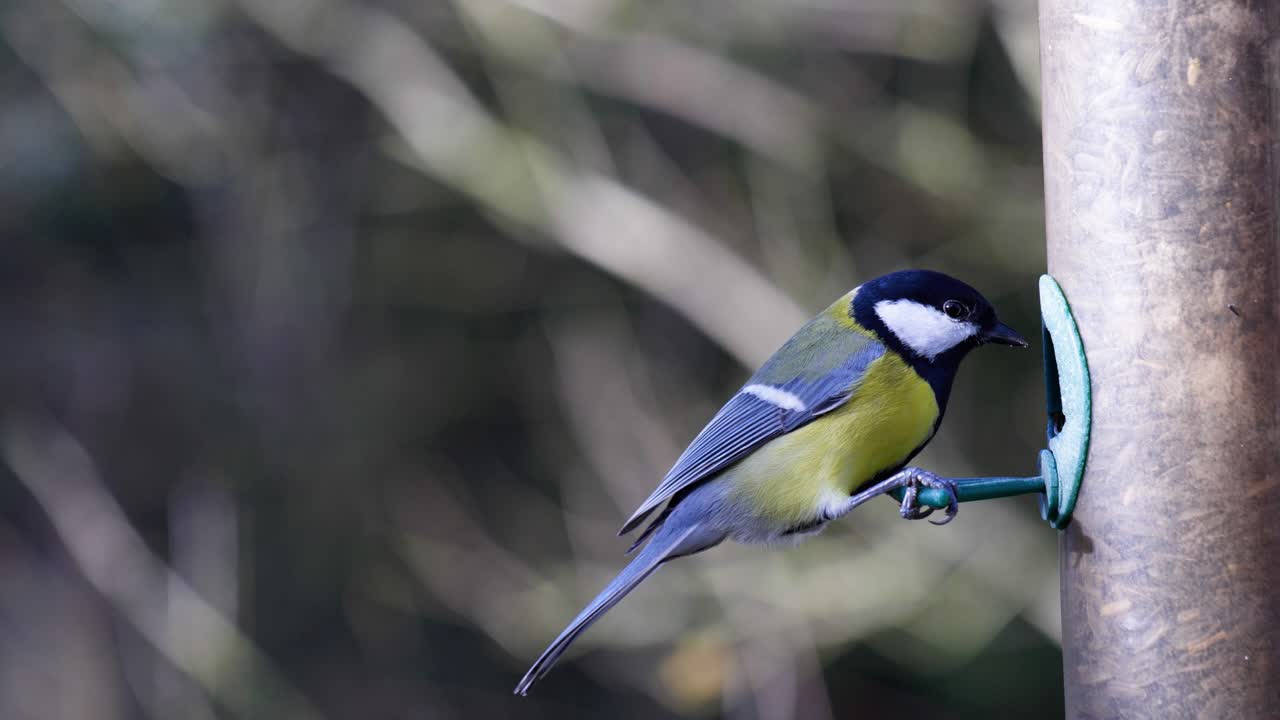 새 모이통에 착륙하여 씨앗을 먹는 새의 4k 슬로우 모션 영상