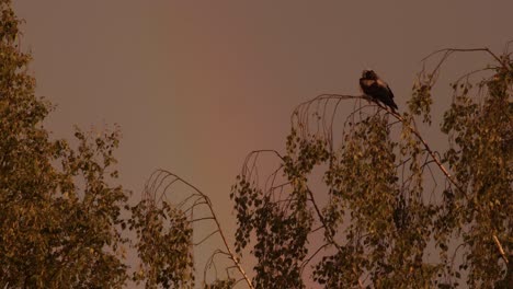 el cuervo en la cima de los árboles el arco iris en el cuervo