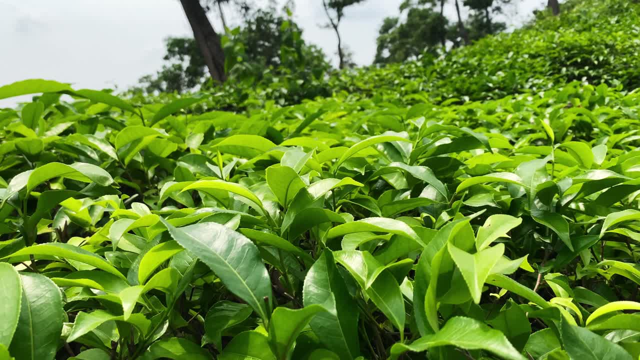 Vista ravvicinata dettagliata di fresche foglie di tè verde nella piantagione di Sylhet, Bangladesh
