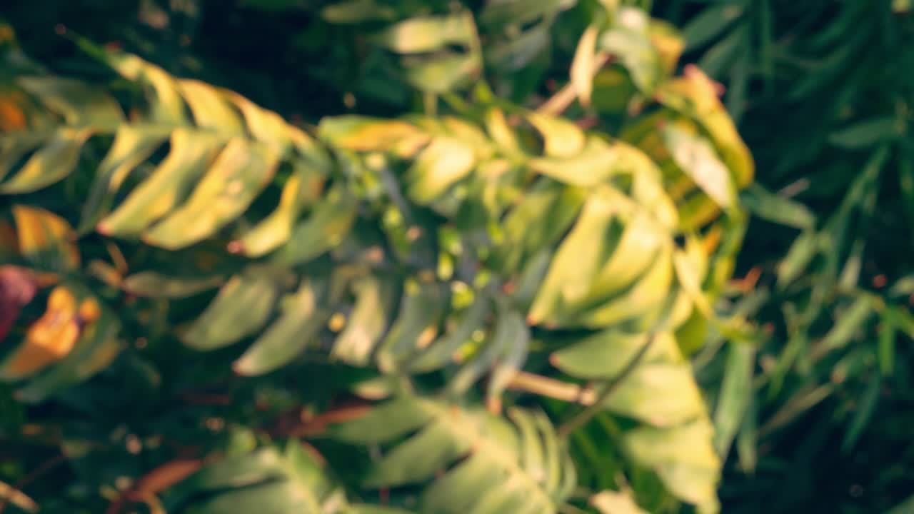 material de archivo vertical - borroso desenfocado del verde tropical que deja la rama del árbol que sopla en el viento concepto de fondo de relajación natural con luz solar, abstracto y bokeh