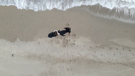 lovers couple in beach overhead view