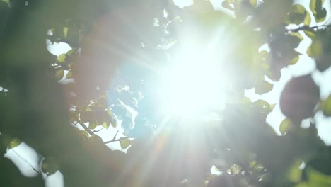 looking up through green tree leaves with sun rays shining in with slight breeze