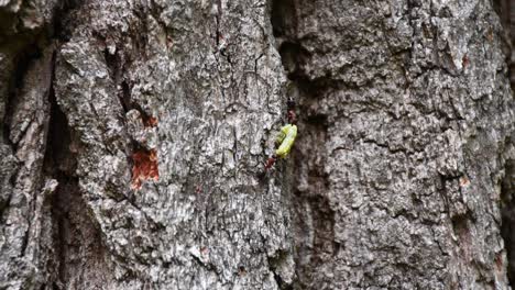 ants do teamwork with worm carrying up to old oak tree trunk