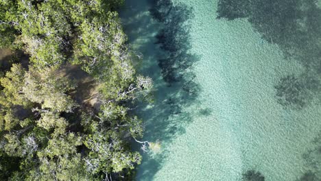 Eine-Frau-Schnorchelt-In-Einem-Meeresbach-Mit-Klarem-Wasser-Neben-Einem-Mangrovenwald