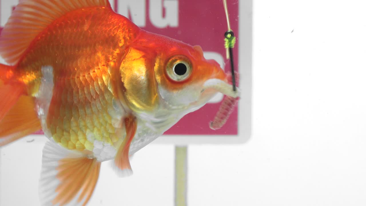 황금어가 패널 앞에서 수영하는 시 금지