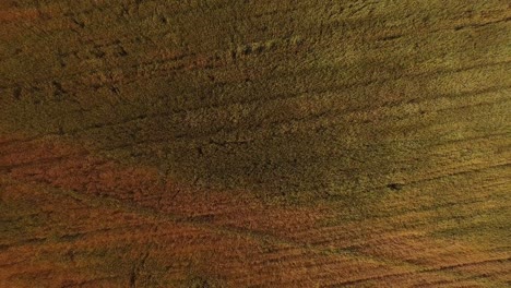 aerial shot of a large wheat field