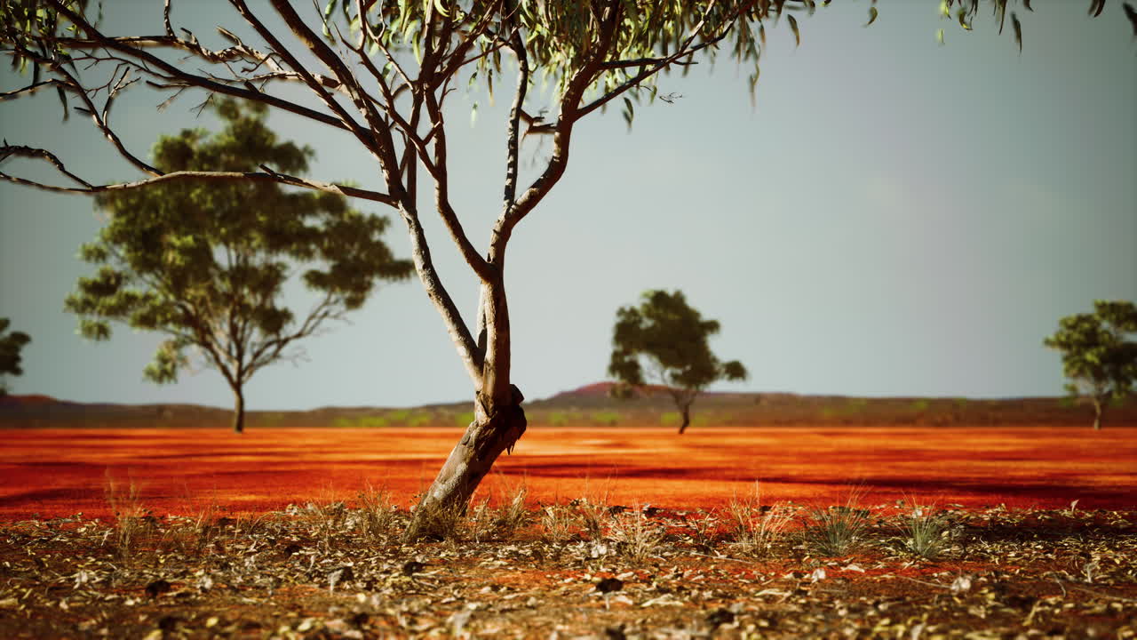 나무 들 이 있는 건조 한 아프리카 사바나